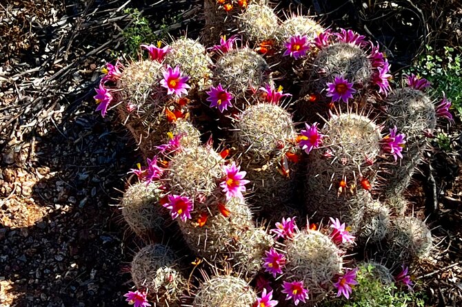Desert Botanical Garden: Peaceful, All Inclusive Walking Tour PHX - What you see among the cacti and native plants