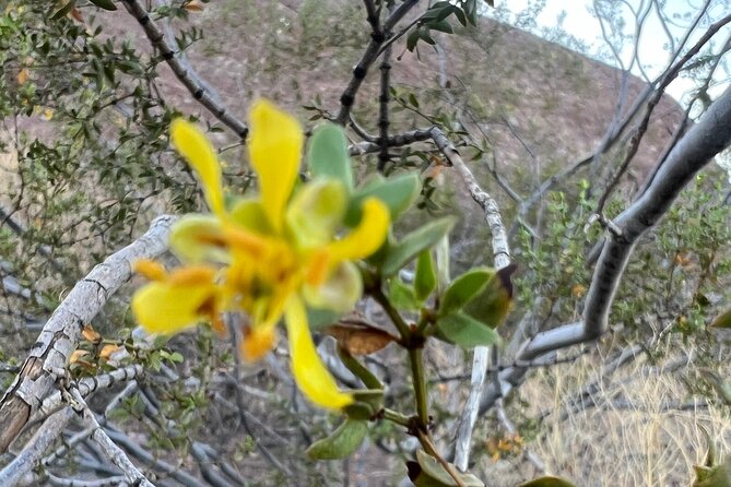 Desert Botanical Garden: Peaceful, All Inclusive Walking Tour PHX - Afternoon light, sunset color, and photo stops