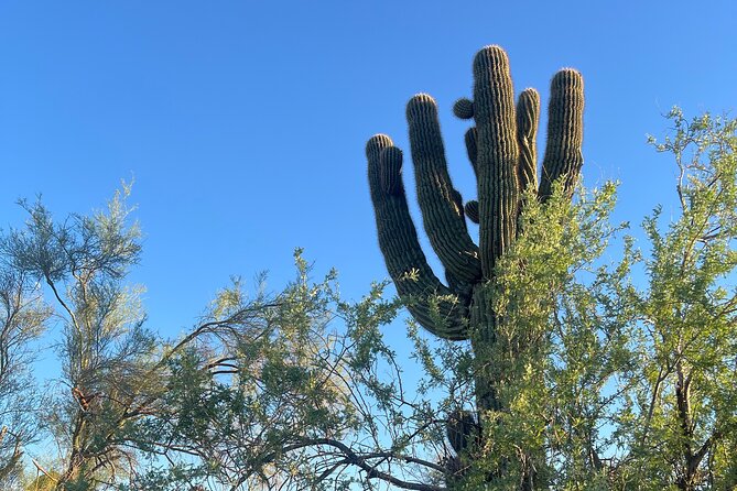 Desert Botanical Garden: Peaceful, All Inclusive Walking Tour PHX - Who should book this walking tour