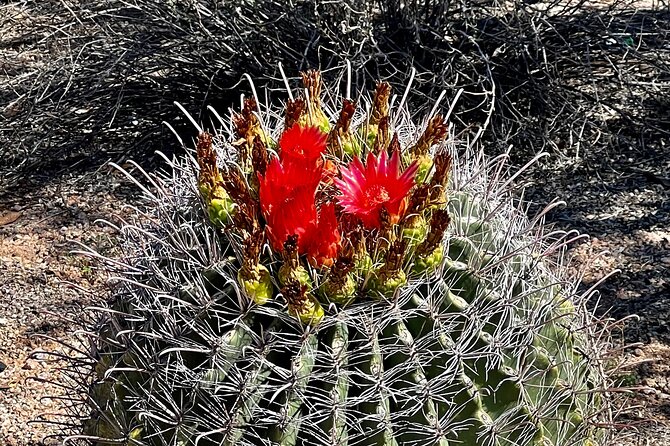 Desert Botanical Garden: Peaceful, All Inclusive Walking Tour PHX - Meeting point, group size, and cancellation terms