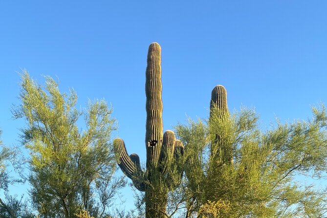 Desert Botanical Garden: Peaceful, All Inclusive Walking Tour PHX - Why the slow pace matters in Phoenix heat