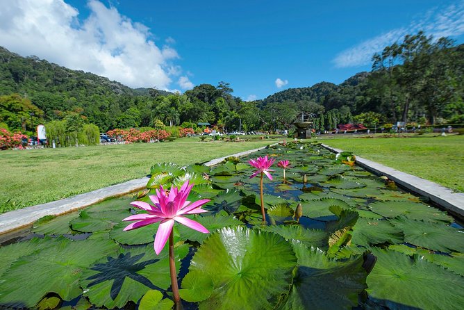 Discover Penang's Best: Hill, Beach, Botanic Gardens & Kek Lok Si - Coffee Tree and Penang white coffee