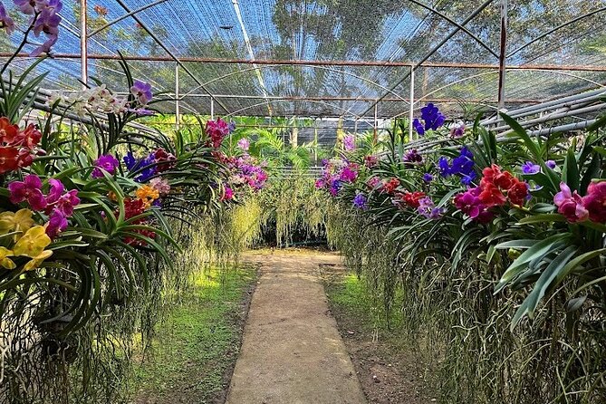 Doi Suthep Temple, Pha Lat Temple, Sticky Waterfall, Orchid farm - My verdict on the route
