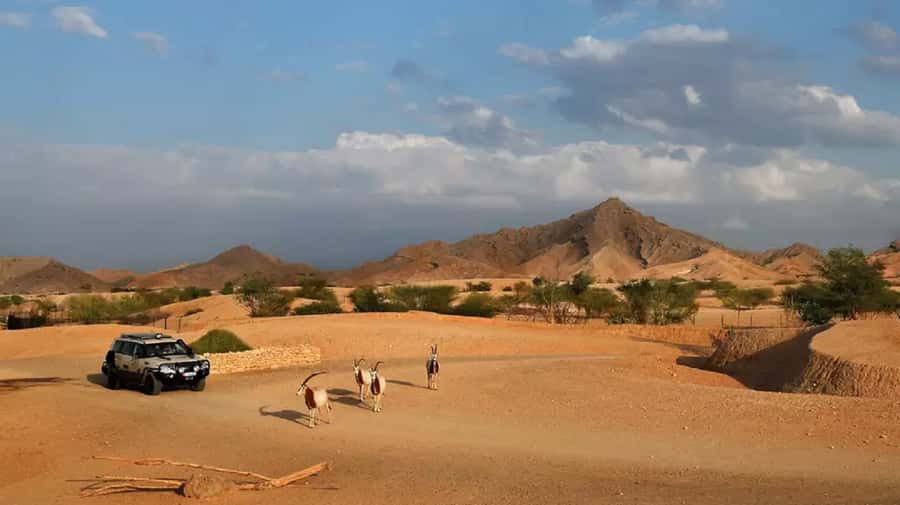 Dubai: Al Ain Garden City with Conservation Zoo - Who should book this day trip?