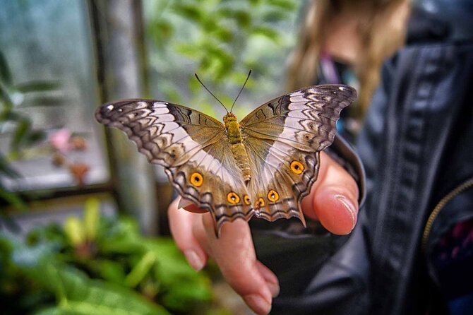 Dubai Butterfly Garden Admission Ticket - Ten domes filled with color and movement