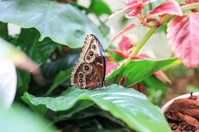 Dubai Butterfly Garden Admission Ticket - The educational section gives the visit more purpose