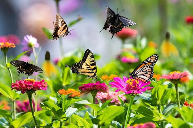 Dubai Butterfly Garden Admission Ticket - How long should you plan to stay?