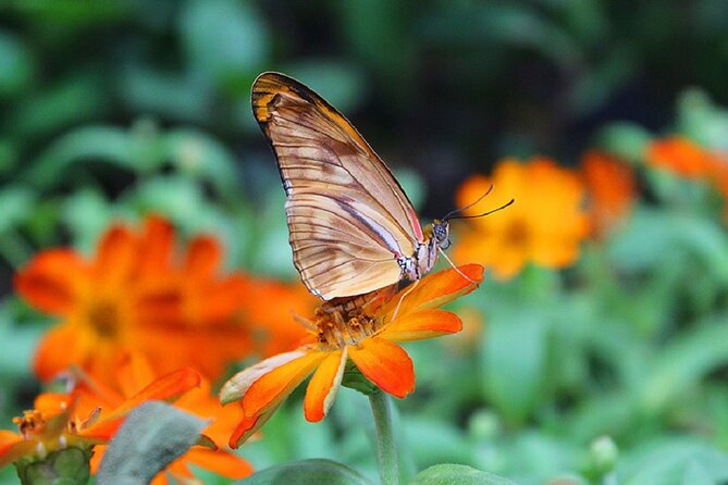 Dubai Butterfly Garden Admission Ticket - Is $16.75 good value?