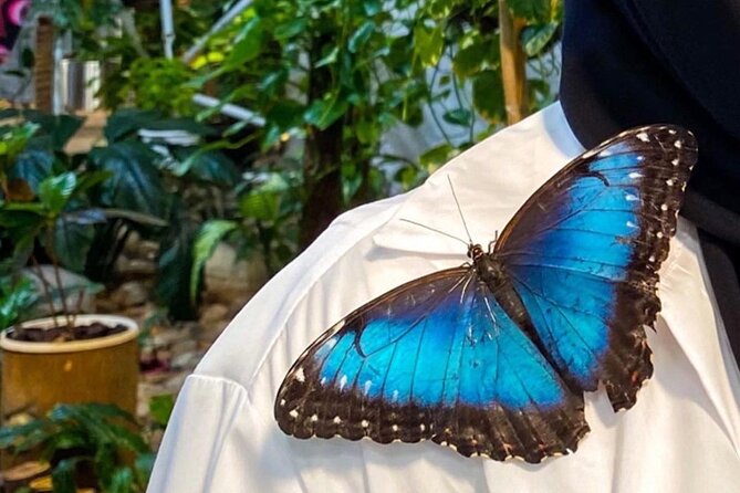Dubai Butterfly Garden Entry Ticket - Why the feeding areas deserve extra time