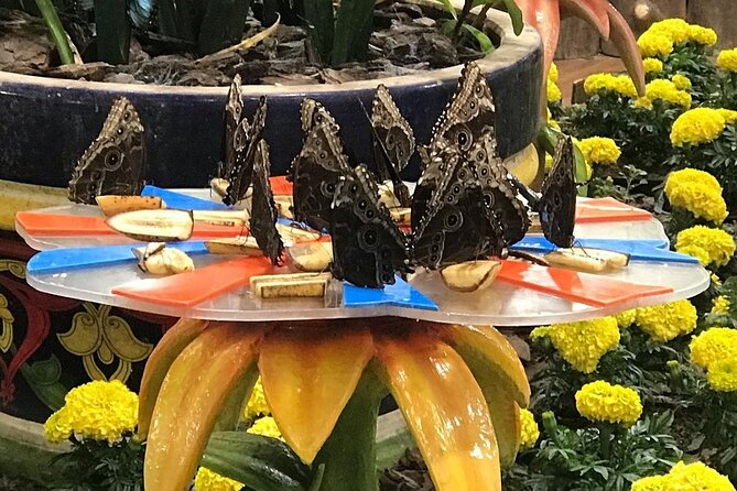 Dubai Butterfly Garden Entry Ticket - Who will enjoy this garden most?