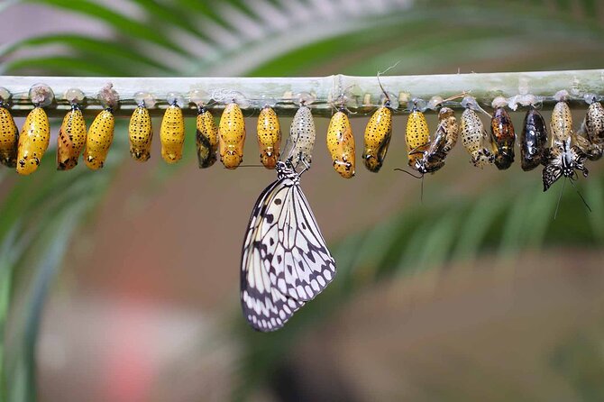 Dubai: Skip-The-Line Ticket to Butterfly Garden - What the Butterflies Are Like Up Close