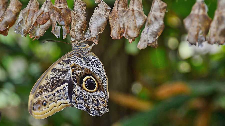 Dubai: Skip-The-Line Ticket to Butterfly Garden - Who will enjoy it most