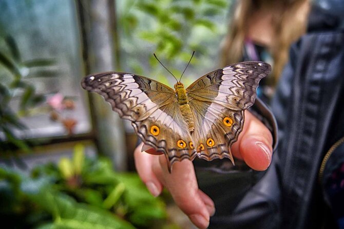 Dubai: Skip-The-Line Ticket to Butterfly Garden - Meeting more than 50 species up close