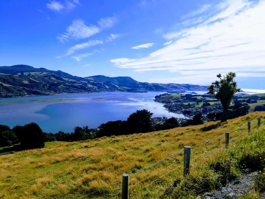 Dunedin: Peninsula with Lanarch Castle gardens & Olveston - What to bring and how to prepare