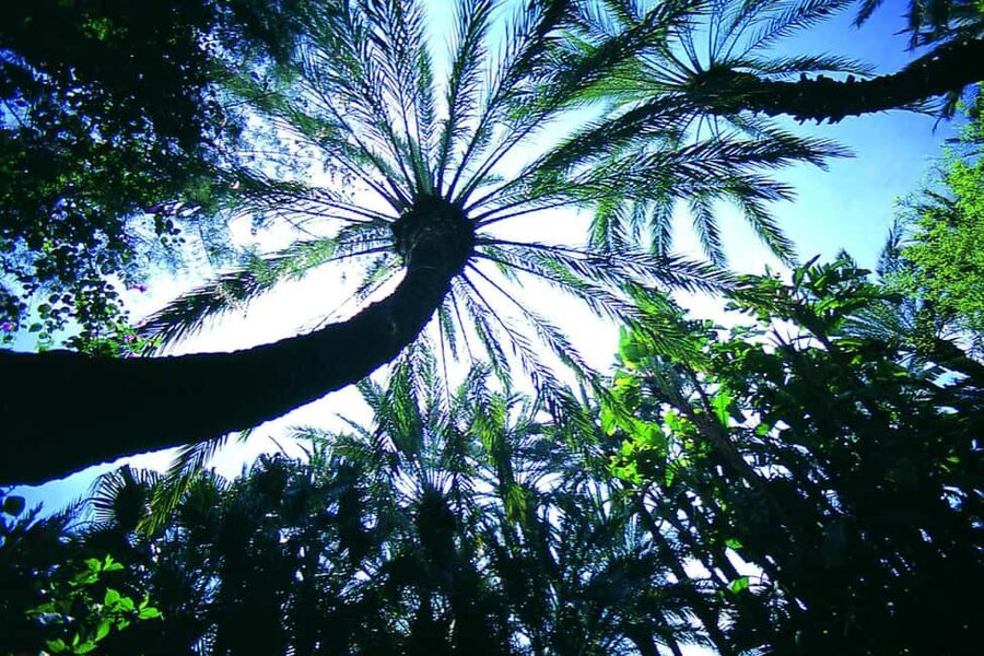Elche: Entry Ticket Huerto del Cura National Artistic Garden - Why Huerto del Cura feels different from an ordinary park