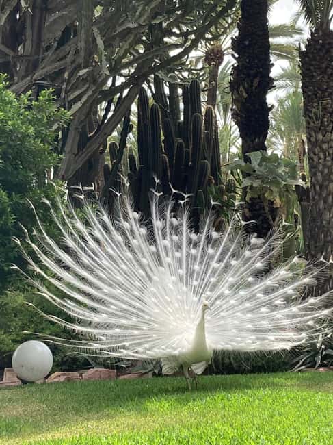 Elche: Entry Ticket Huerto del Cura National Artistic Garden - Who will enjoy Huerto del Cura most?