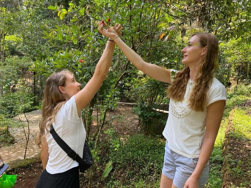 Ella: Nine Arch Spice Garden Tour with Traditional Lunch - From garden plants to six Sri Lankan curries