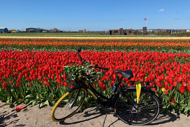 Enjoy the tulip fields by bicycle with a local guide! Tulip bike tour! - Why cycling Lisse beats seeing only Keukenhof