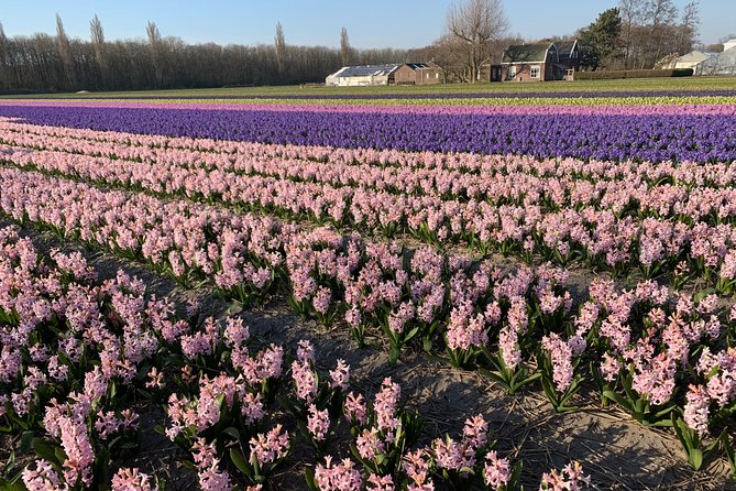 Enjoy the tulip fields by bicycle with a local guide! Tulip bike tour! - Lisse Tourist Info, the Black Tulip Museum, and Het Vierkant