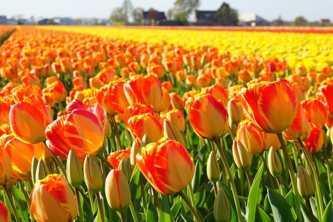 Enjoy the tulip fields by bicycle with a local guide! Tulip bike tour! - De Tulperij: coffee, flowers, and bulb-growing culture