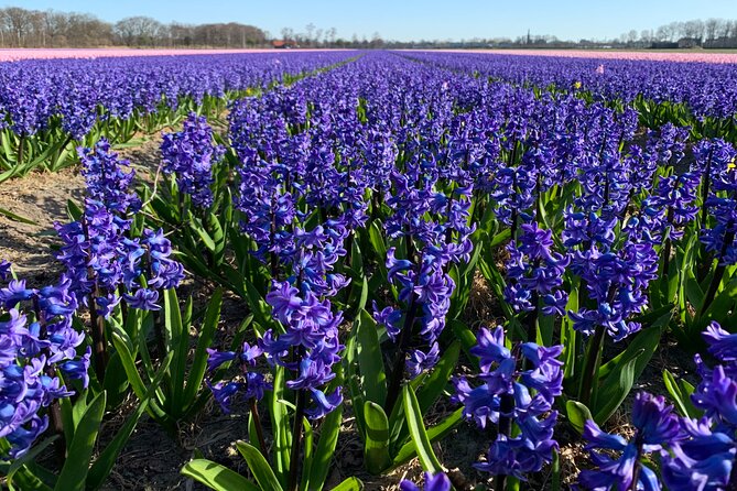 Enjoy the tulip fields by bicycle with a local guide! Tulip bike tour! - Keukenhof Castle and the old kitchen garden