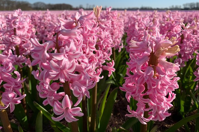 Enjoy the tulip fields by bicycle with a local guide! Tulip bike tour! - What the $59.47 price includes