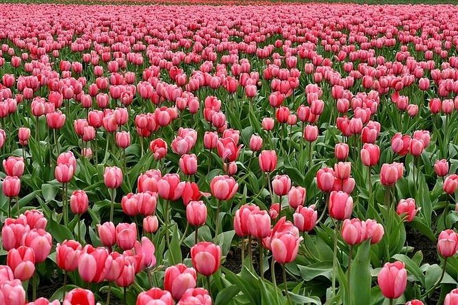Enjoy the tulip fields by bicycle with a local guide! Tulip bike tour! - Starting at Restaurant Hanami in Lisse