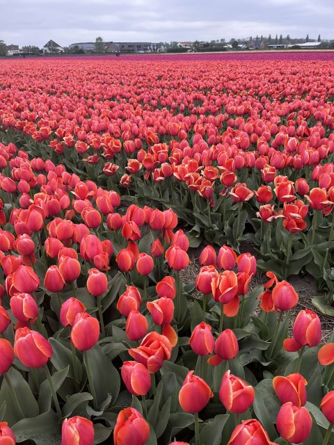 Enjoy the tulip fields in a Landrover with a local guide! - The best parts of this flower tour