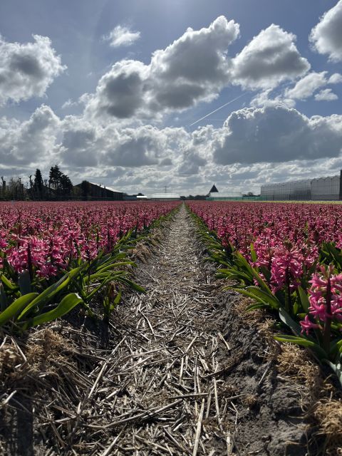 Enjoy the tulip fields in a Landrover with a local guide! - Who should book this flower tour?