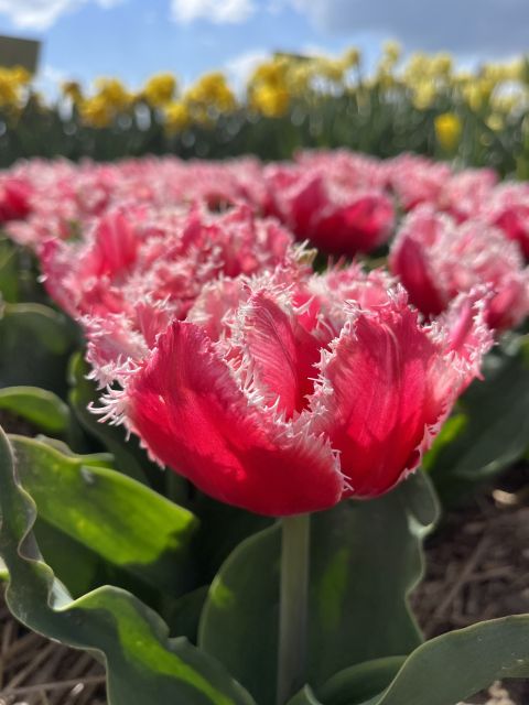 Enjoy the tulip fields in a Landrover with a local guide! - Lisserpool Mill and the Dutch water story