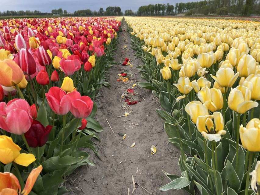 Enjoy the tulip fields in a Landrover with a local guide! - Getting there from Amsterdam, Haarlem, or Leiden