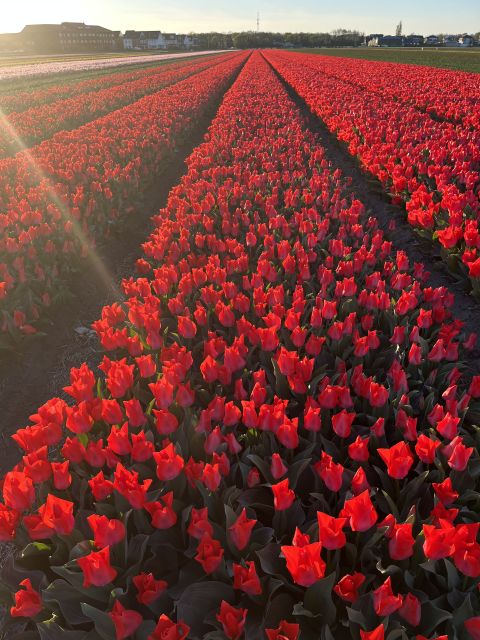 Enjoy the tulip fields in a Landrover with a local guide! - Is the Land Rover comfortable for you?