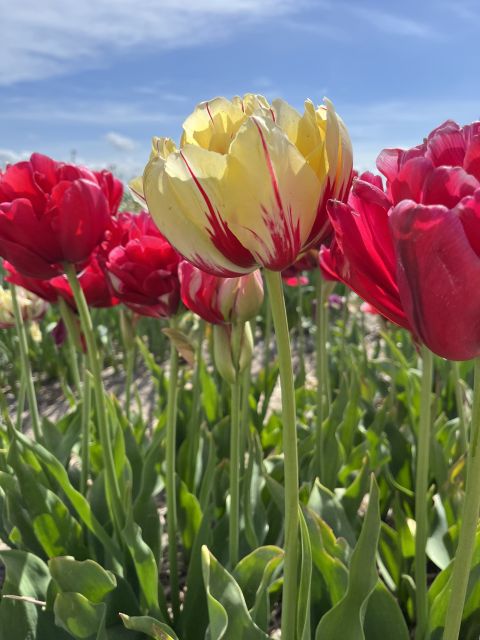 Enjoy the tulip fields in a Landrover with a local guide! - Starting in Lisse with St. Agatha Church