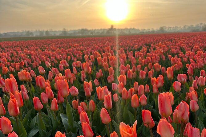 Enjoy the Tulips in a Landrover with a local guide - Hillegom brings the big flower views