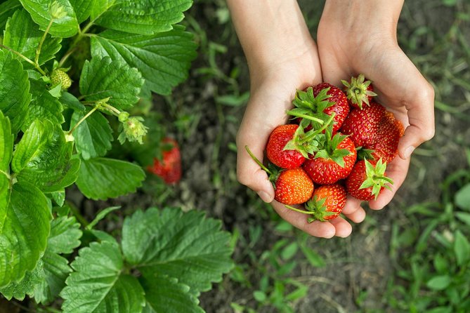Eobi Valley(Winter), Strawberry, Nami Island & Railbike fr Seoul - Why this day trip works from Seoul