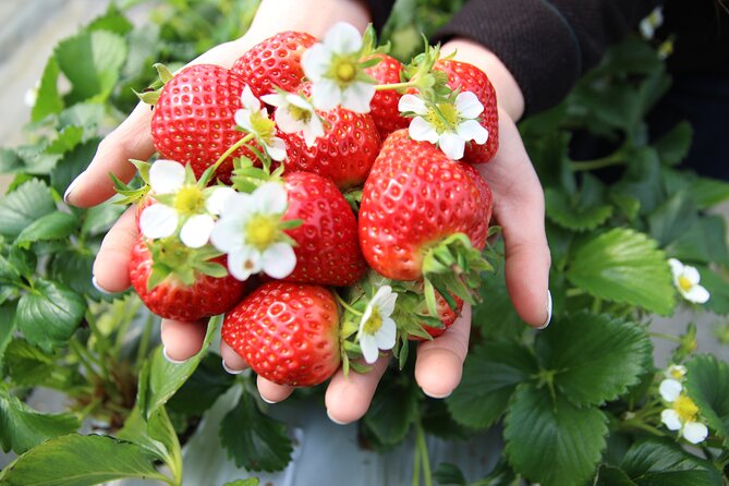 Eobi Valley(Winter), Strawberry, Nami Island & Railbike fr Seoul - Nami Island gets the longest stop