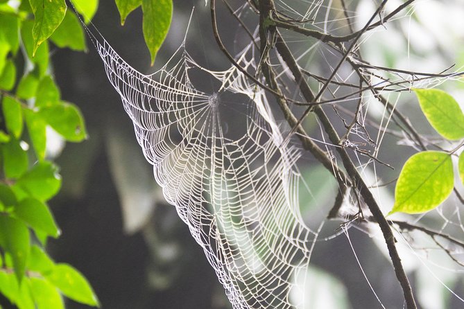 Escape Accra City to Aburi Gardens and Tetteh Quarshie Cocoa Farms - One hour at Aburi Crafts Village