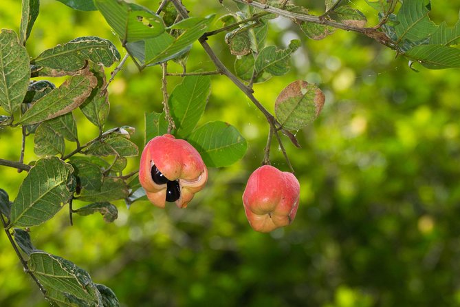 Escape Accra City to Aburi Gardens and Tetteh Quarshie Cocoa Farms - What $170 per person really covers