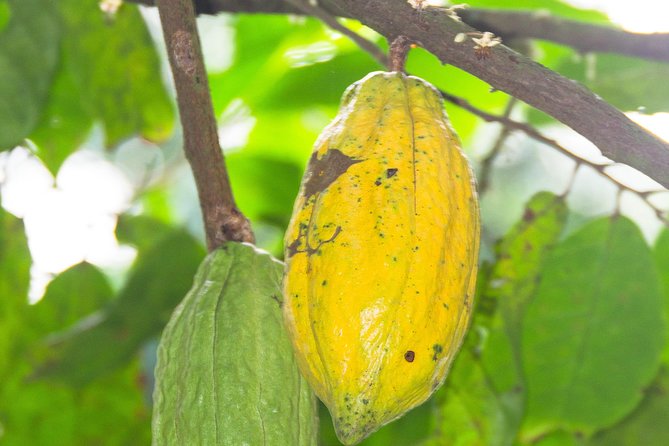 Escape Accra City to Aburi Gardens and Tetteh Quarshie Cocoa Farms - Tetteh Quarshie Cocoa Farm and Ghana’s chocolate story