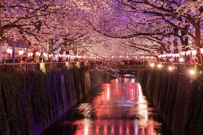 Evening Hanami (Cherry Blossom) Experience with a Local - Key points to know before booking