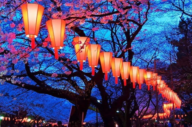 Evening Hanami (Cherry Blossom) Experience with a Local - Walking the Meguro River promenade
