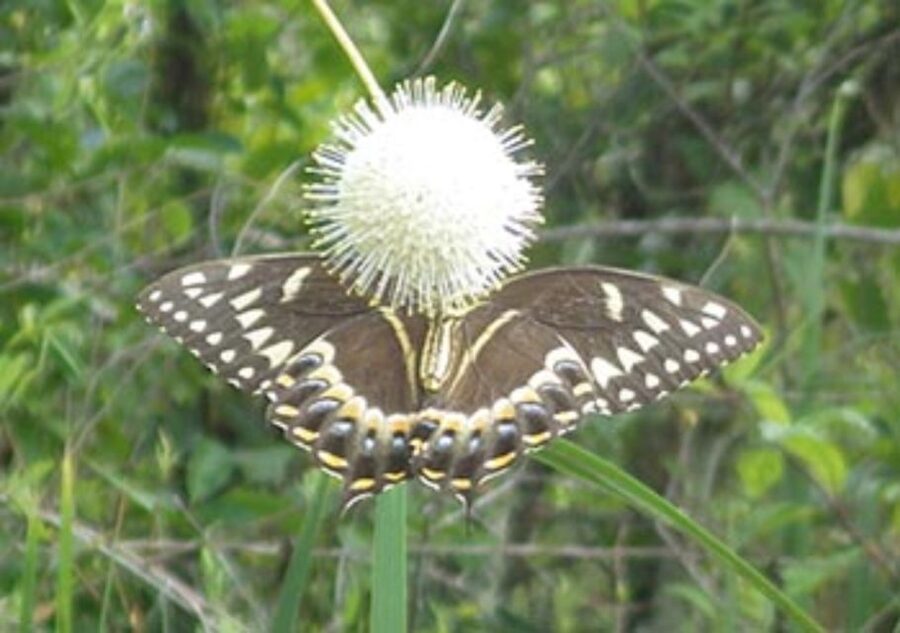 Everglades: Everglades Alligators and Orchids Kayak Eco Tour - Key points to know before you paddle