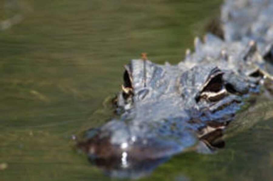 Everglades: Everglades Alligators and Orchids Kayak Eco Tour - Orchids, air plants, butterflies, and seasonal color