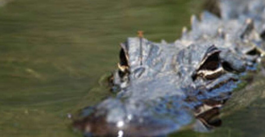 Everglades: Everglades Alligators and Orchids Kayak Eco Tour - When to go for wildlife and flowers
