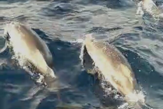 Excursions by boat: Gardens Naxos-Taormina-Isola Bella-DELFINI - Is the $42.05 price good value?