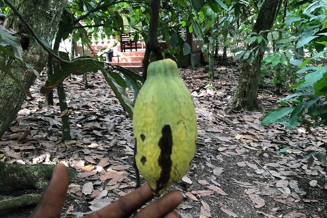 Experience Boti Waterfalls, Aburi Botanical Gardens & Tetteh Quarshie Cocoa Farm - The long road to Boti Waterfalls