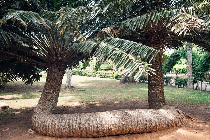Explore Aburi Botanical Gardens And Boti Falls - Aburi Botanical Gardens: a calmer final stop