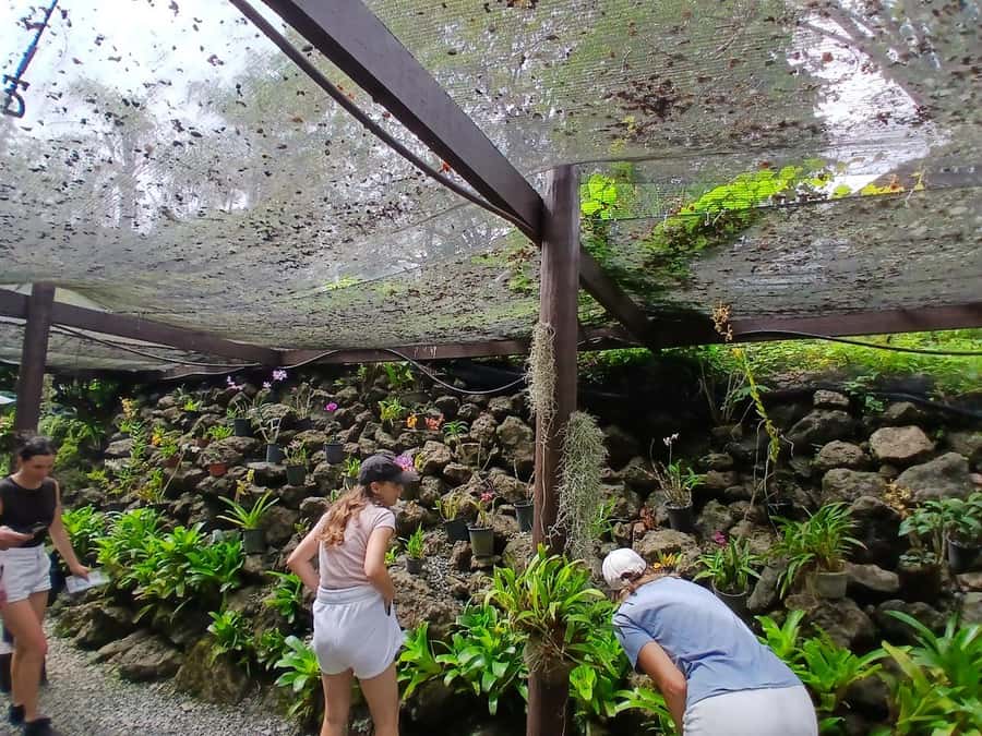 FIJI: Garden of the Sleeping Giant Tour - The two-hour walk through forest and lily ponds