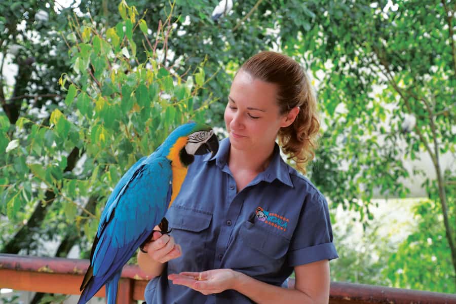 Friends in the Rainforest Package: Koala Gardens & Birdworld - Why this Kuranda animal pairing works