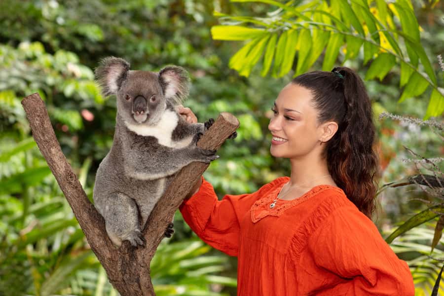 Friends in the Rainforest Package: Koala Gardens & Birdworld - Moving from furry animals to Birdworld